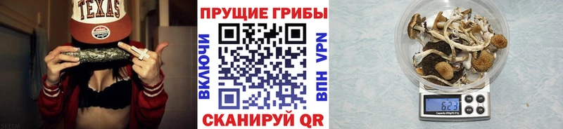OMG зеркало Люберцы Псилоцибиновые грибы Cubensis